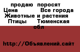 продаю  поросят  › Цена ­ 1 000 - Все города Животные и растения » Птицы   . Тюменская обл.